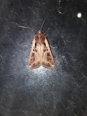 Euxoa ochrogaster
