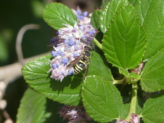 Ancistrocerus bustamente