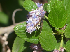 Ancistrocerus bustamente