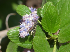 Ancistrocerus bustamente