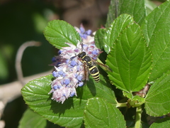 Ancistrocerus bustamente