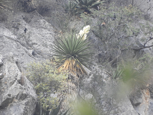 Image of Yucca carnerosana by (c) Leticia Jiménez Hernández, some rights reserved (CC BY-SA)