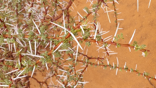 Umbrella Thorn (Vachellia tortilis)