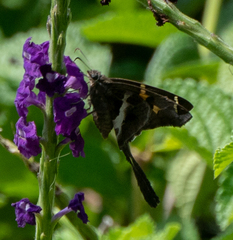 Chioides