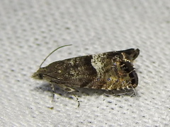 Sereda tautana