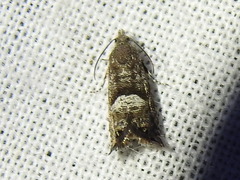 Sereda tautana