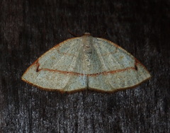 Microxydia orsitaria