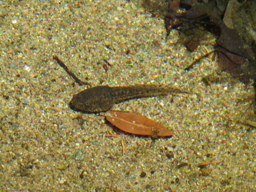 Lowland Leopard Frog
