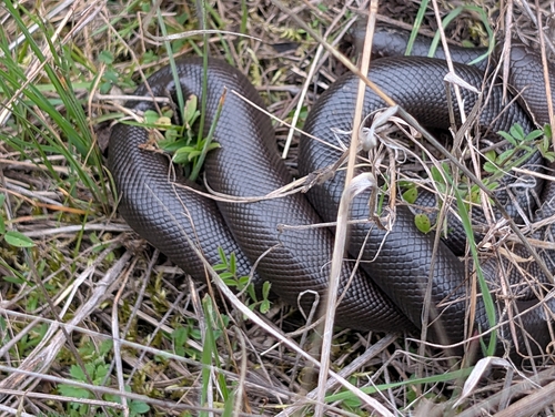 Northern Rubber Boa