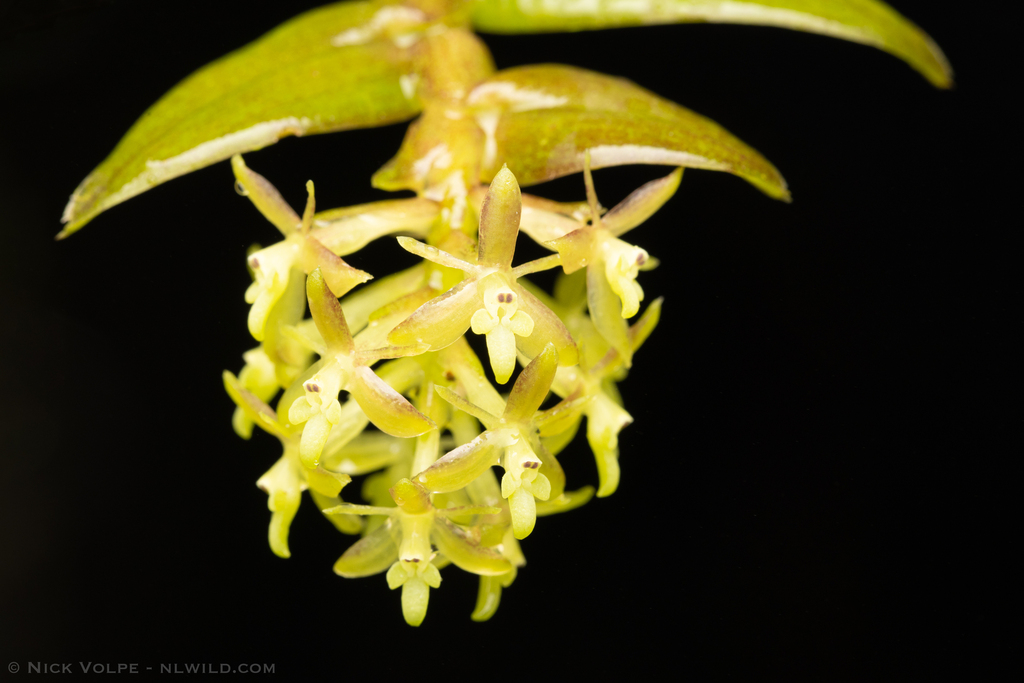 Epidendrum madsenii Hágsater & Dodson