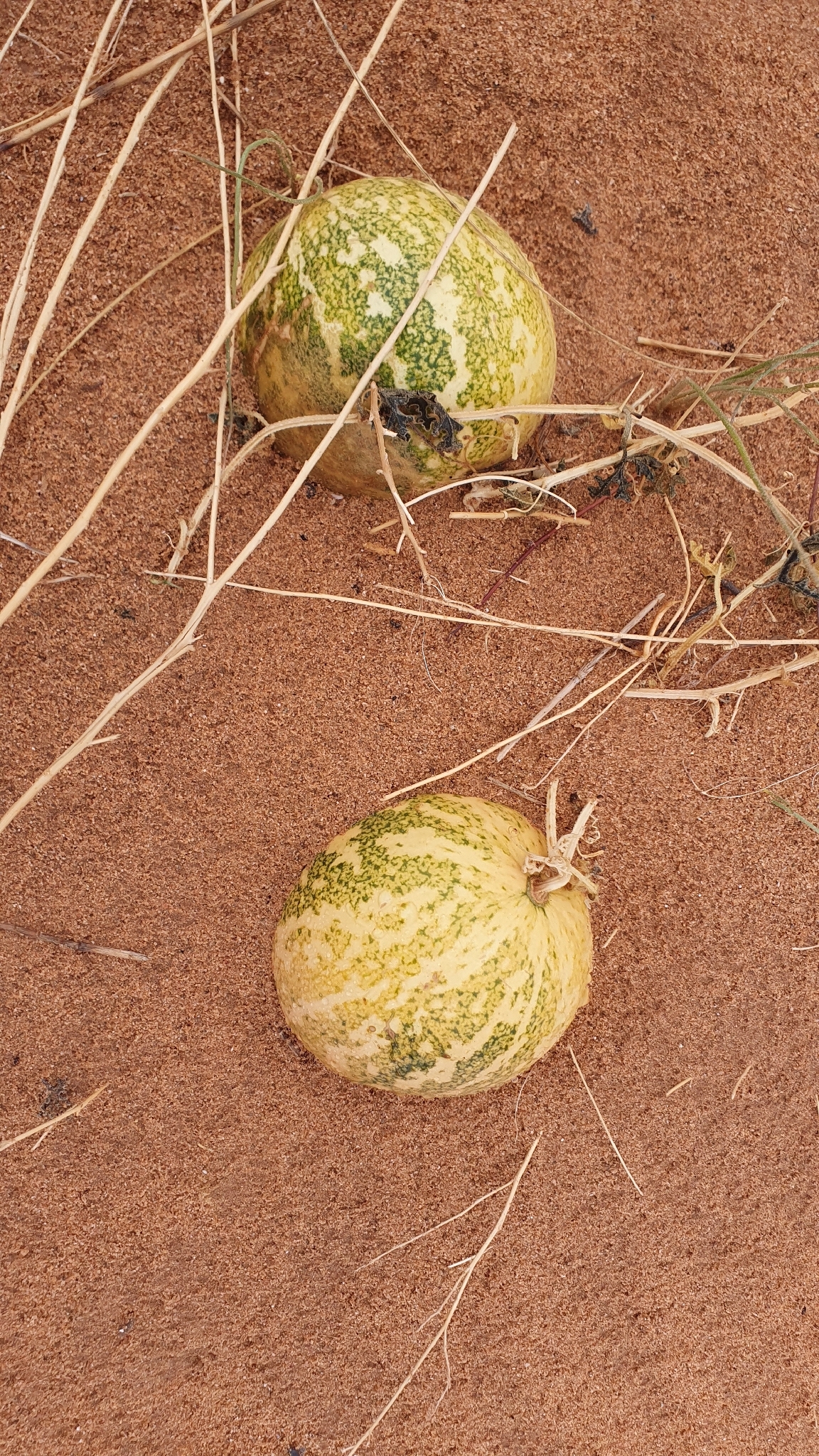 Colocynth (Citrullus colocynthis)