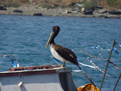 Pelecanus thagus