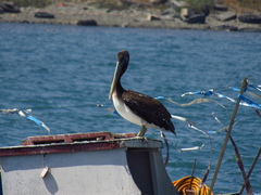 Pelecanus thagus