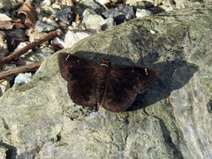 Burca braco