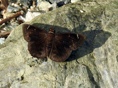 Burca braco