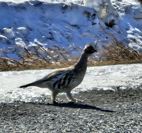 Ruffed Grouse