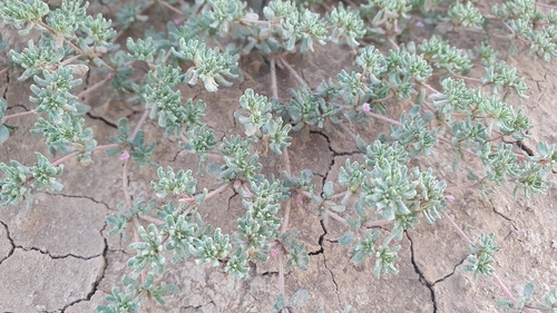 Annual Sea-heath (Frankenia pulverulenta)