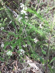 Platysace linearifolia