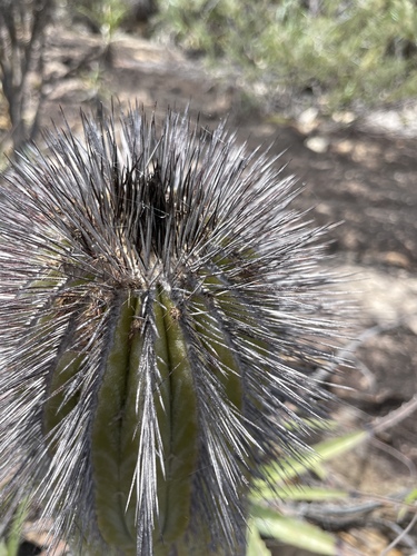 Uebelmannia pectinifera