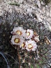 Echinofossulocactus spinosus