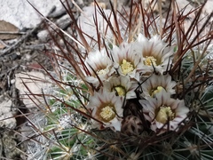 Echinofossulocactus spinosus