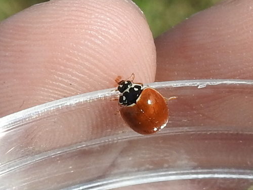 Polished Lady Beetle (Cycloneda munda), a species recorded in Delaware