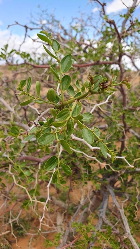 Lotus of the Lotophages (Ziziphus lotus)