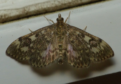 Anania coronata