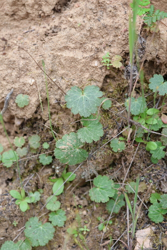 Parry's Jepsonia (Jepsonia parryi)