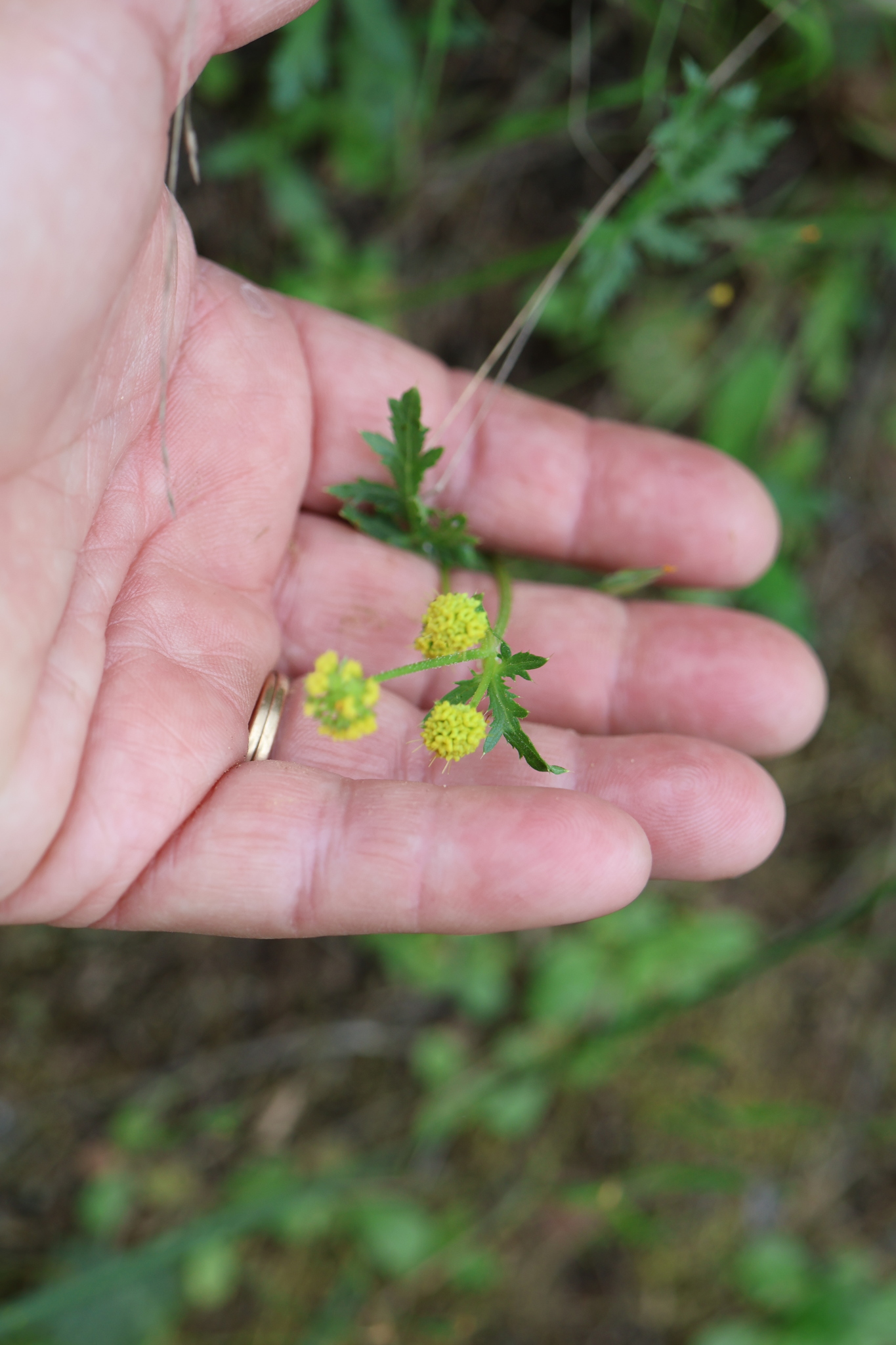 Sharp-Toothed Sanicle (Sanicula arguta)