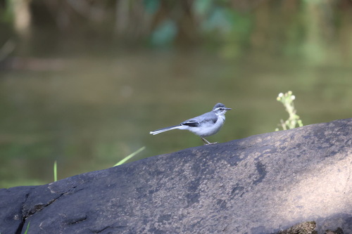iNaturalist image