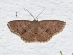 Pleuroprucha hypoxia