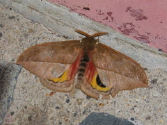 Automeris zugana