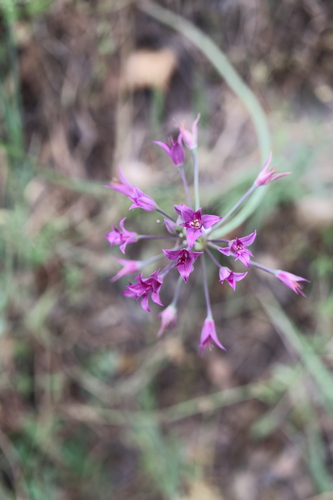 Mexicali Onion (Allium peninsulare)