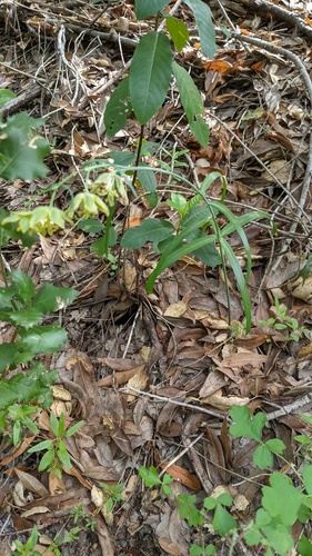 Fritillaria ojaiensis, photograph 3