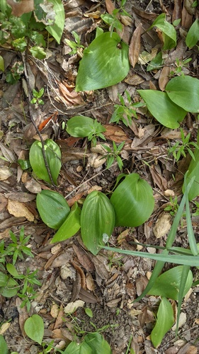 Fritillaria ojaiensis, photograph 2