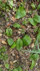 Fritillaria ojaiensis, photograph (c) George Williams, some rights reserved (CC BY)