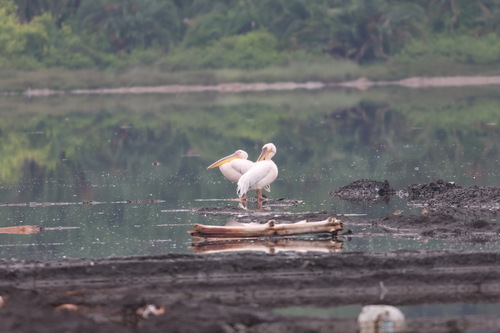 iNaturalist: (c) justGoron, some rights reserved (CC BY-NC), uploaded by justGoron iNaturalist image