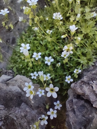 Saxifraga globulifera