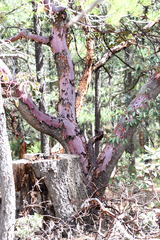 Arbutus bicolor