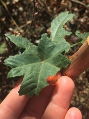 Charidotella tuberculata