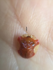 Charidotella tuberculata