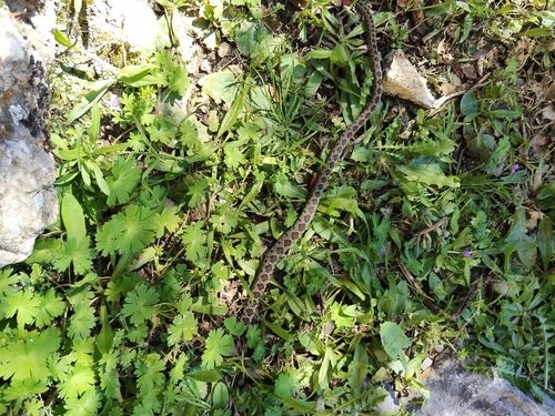 Horseshoe Whip Snake