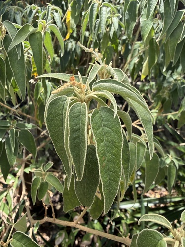 Yellow Balsam (Croton flavens)