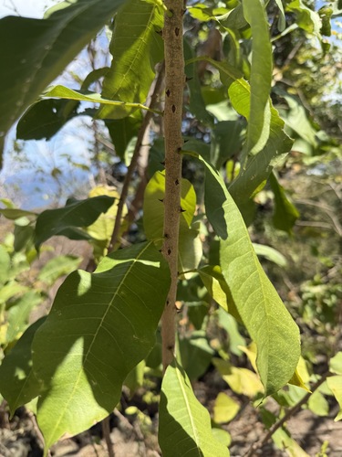 yellow prickle (Zanthoxylum schreberi)