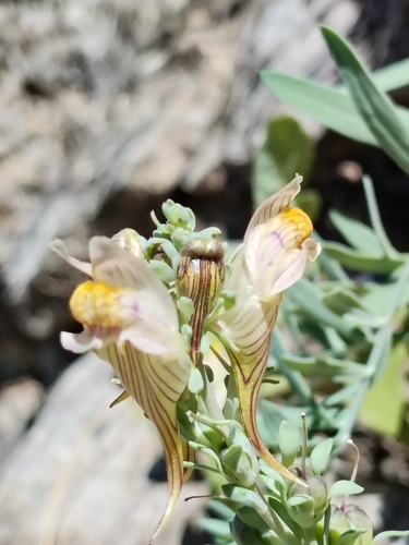 Linaria tristis mesatlantica