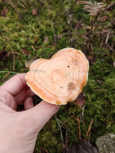 Lactarius salmonicolor — (c) Kryštof Boura, some rights reserved (CC BY)