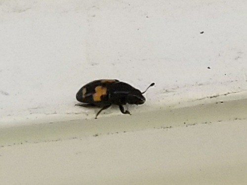Picnic Beetle photo 5