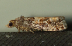 Eucopina tocullionana