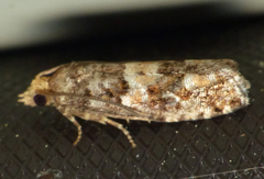 Eucopina tocullionana